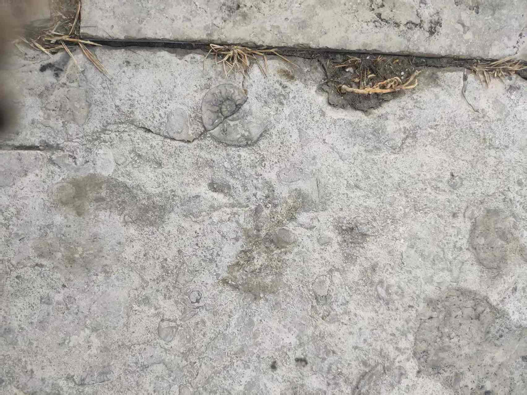 员工助力大连街头化石发现